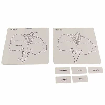 Tarjetas de control de botánica Montessori - Clasificación de árboles, hojas y flores