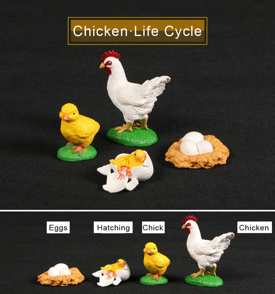 Chicken Life Cycle Toy  of Hens Life Expectancy Model Figurines