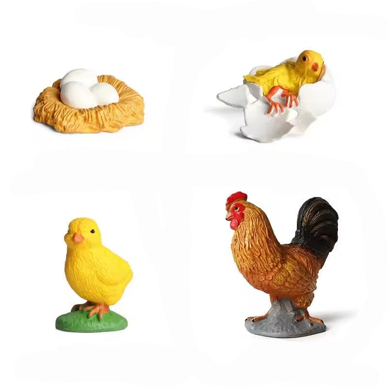 Cycle de vie du poulet Montessori