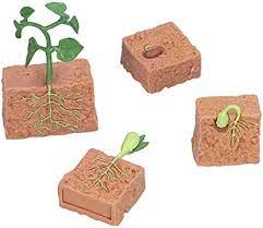 Plant Life Cycle PVC Toy