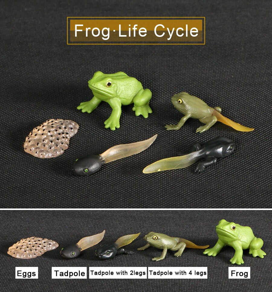 Frog Life Cycle Toy Animal Figurines for Kindergarten