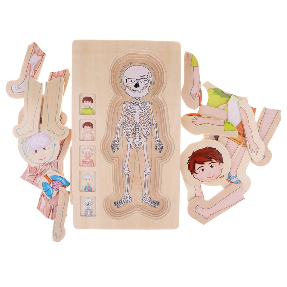 Onshine Wooden 3D Anatomy Puzzle- Fine motor skills toys