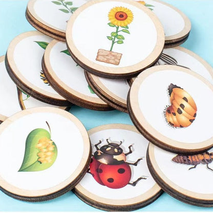 Wooden Life Cycle Derivation Board