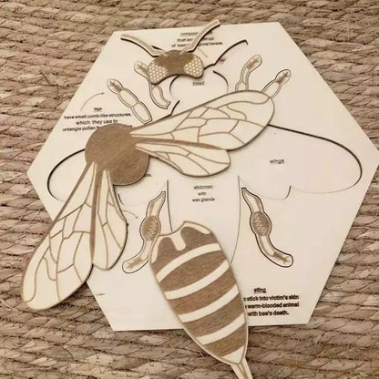 Wooden Bee Anatomy Puzzle