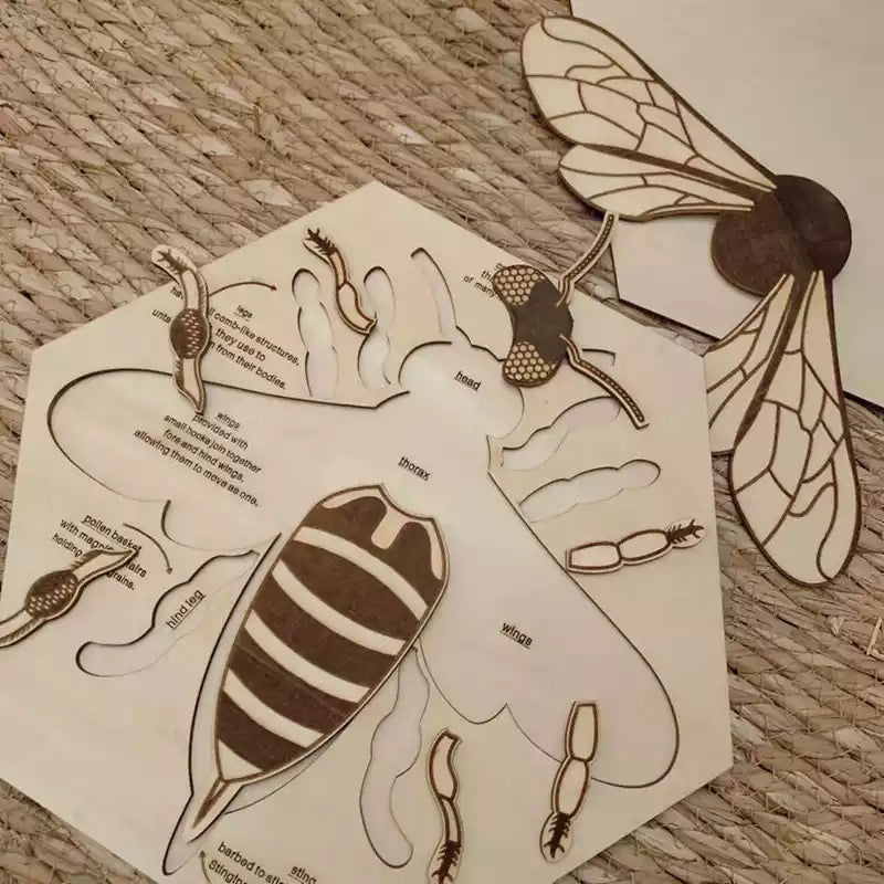 Wooden Bee Anatomy Puzzle