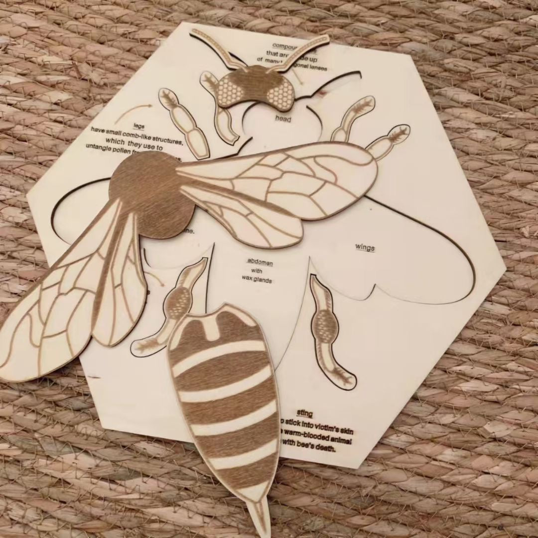 Wooden Bee Anatomy Puzzle