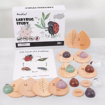 Estudio de la mariquita de madera - Juguetes de madera Montessori