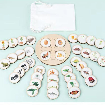 Wooden Life Cycle Derivation Board