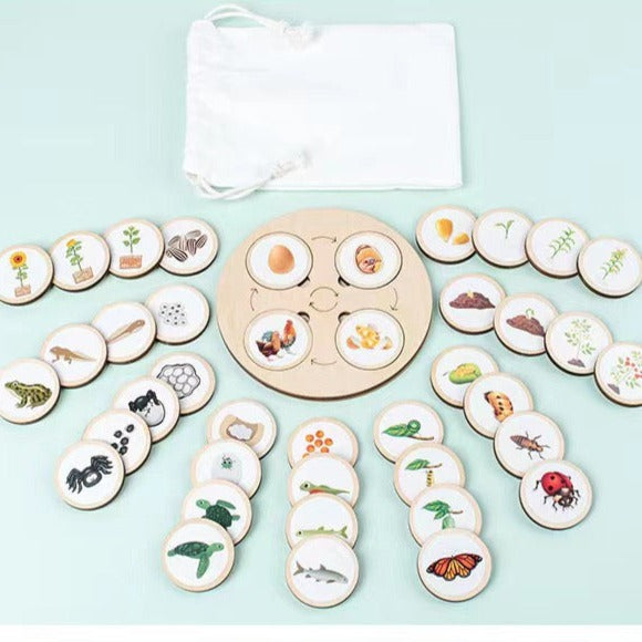 Wooden Life Cycle Derivation Board