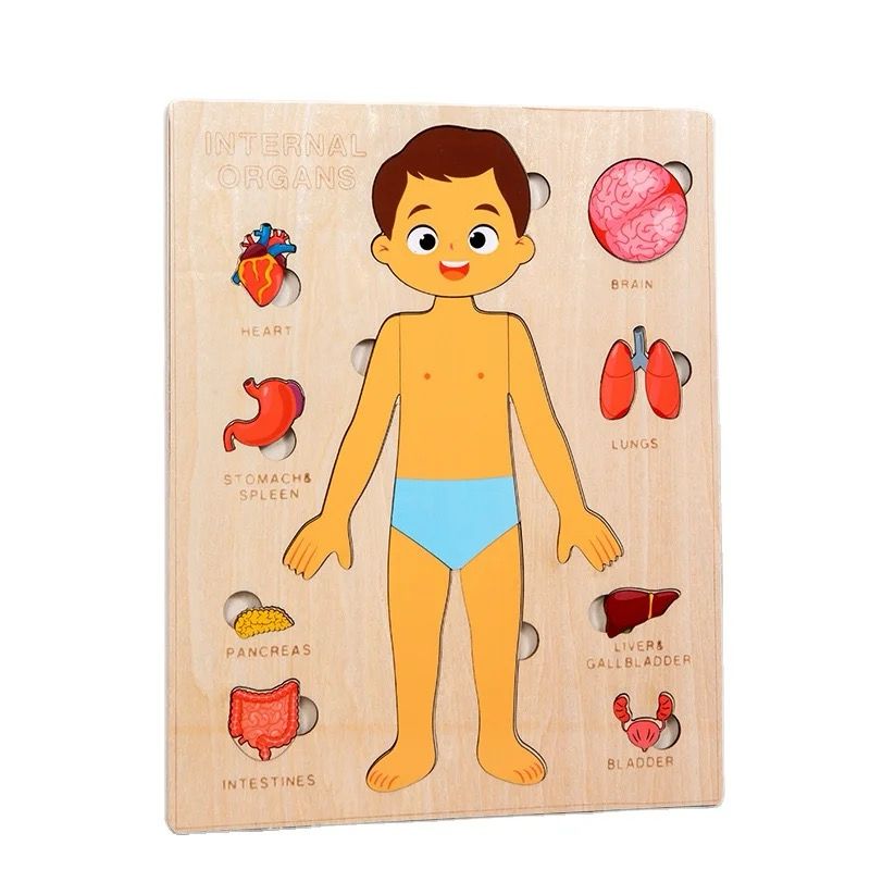 Internal Organs Puzzle - Human Anatomy Educational Puzzle for Kids