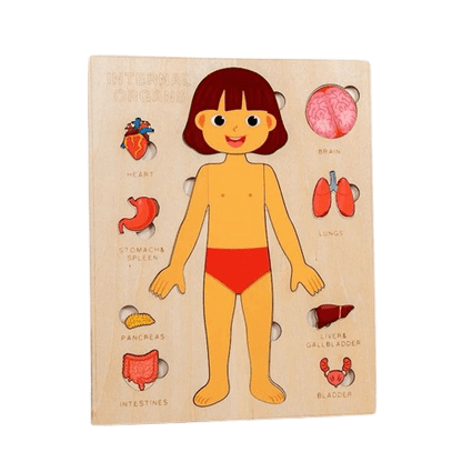 Internal Organs Puzzle - Human Anatomy Educational Puzzle for Kids