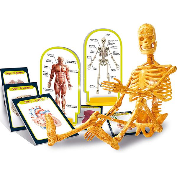 I'm a Genius Human Body - LISCIANI