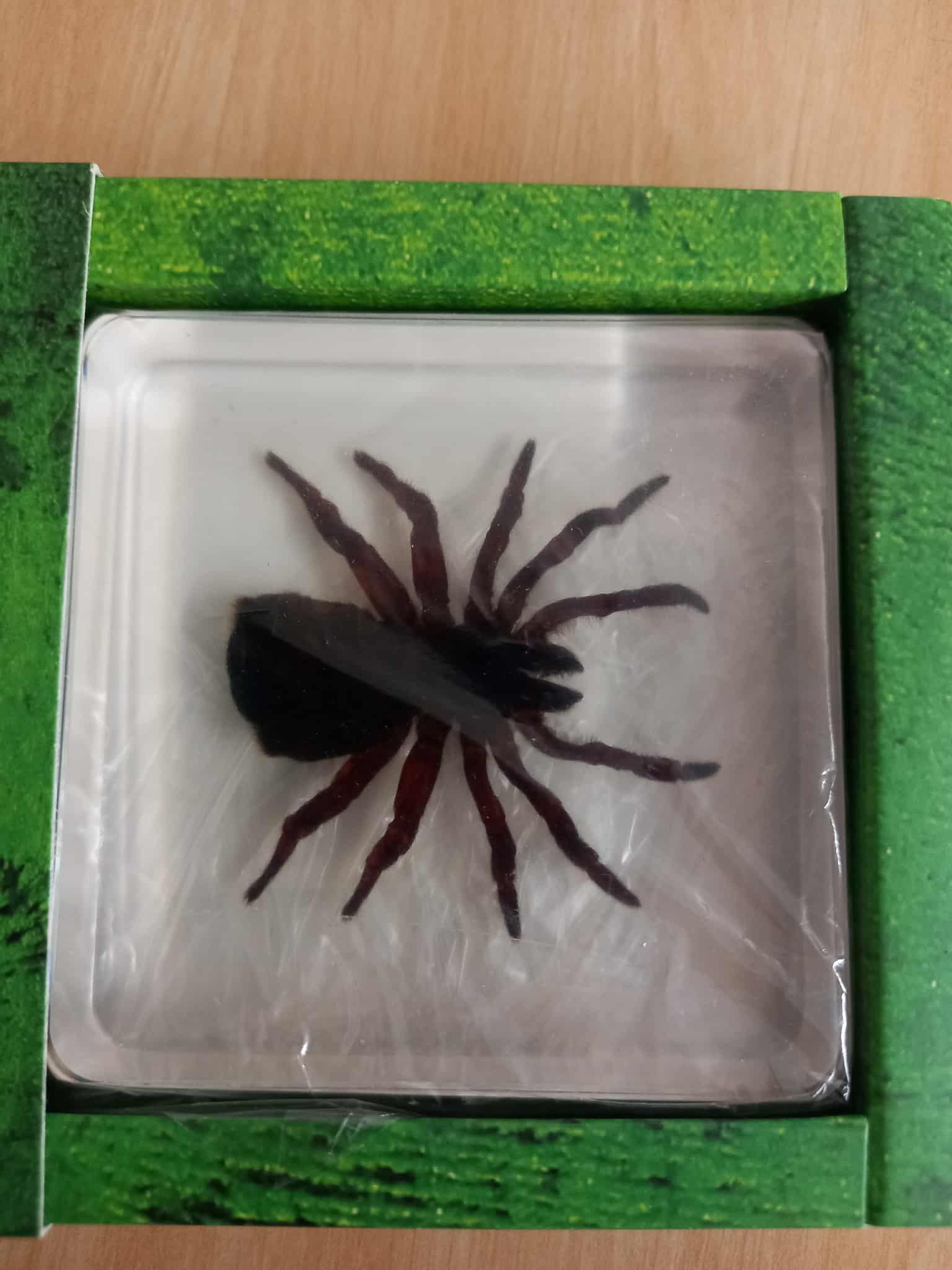 Crawling Animals Insects Bugs Resin Epoxy Blocks  Specimens Toy