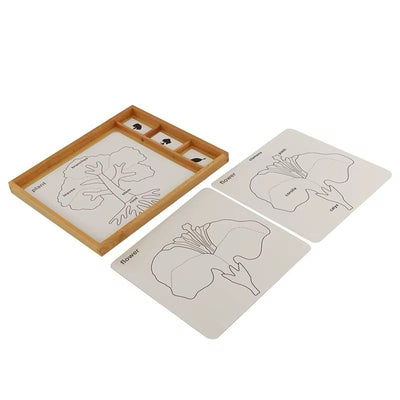 Tarjetas de control de botánica Montessori - Clasificación de árboles, hojas y flores