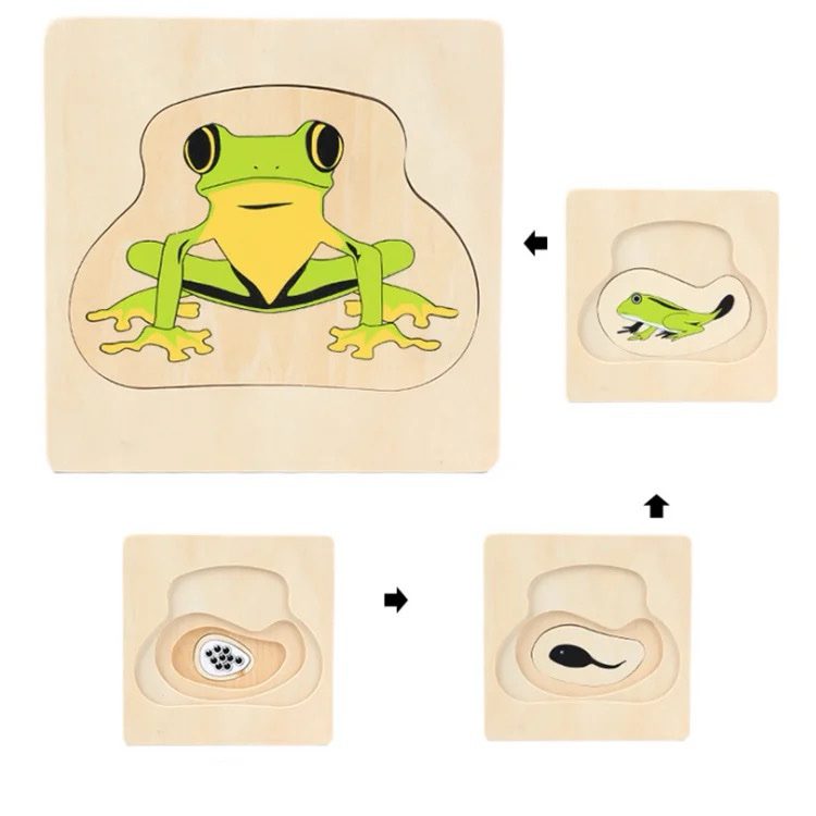 Montessori Wooden Layered Life Cycle Puzzle - Frog