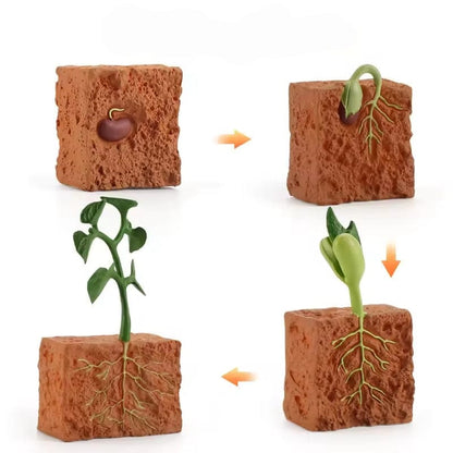 Plant Life Cycle Montessori