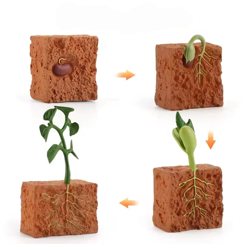 Plant Life Cycle Montessori