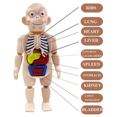 Puzle Montessori de órganos del cuerpo humano para niños